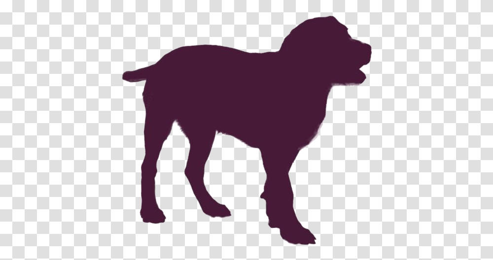 Entlebucher Mountain Dog Images Labrador Retriever, Mammal, Animal, Wildlife, Buffalo Transparent Png