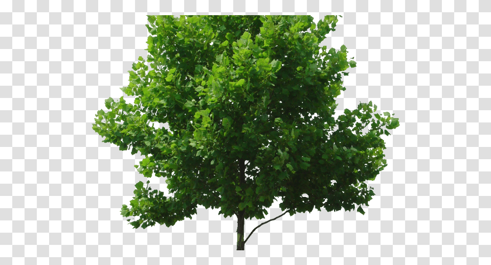 Entourage Background Tree, Plant, Vegetation, Maple, Oak Transparent Png