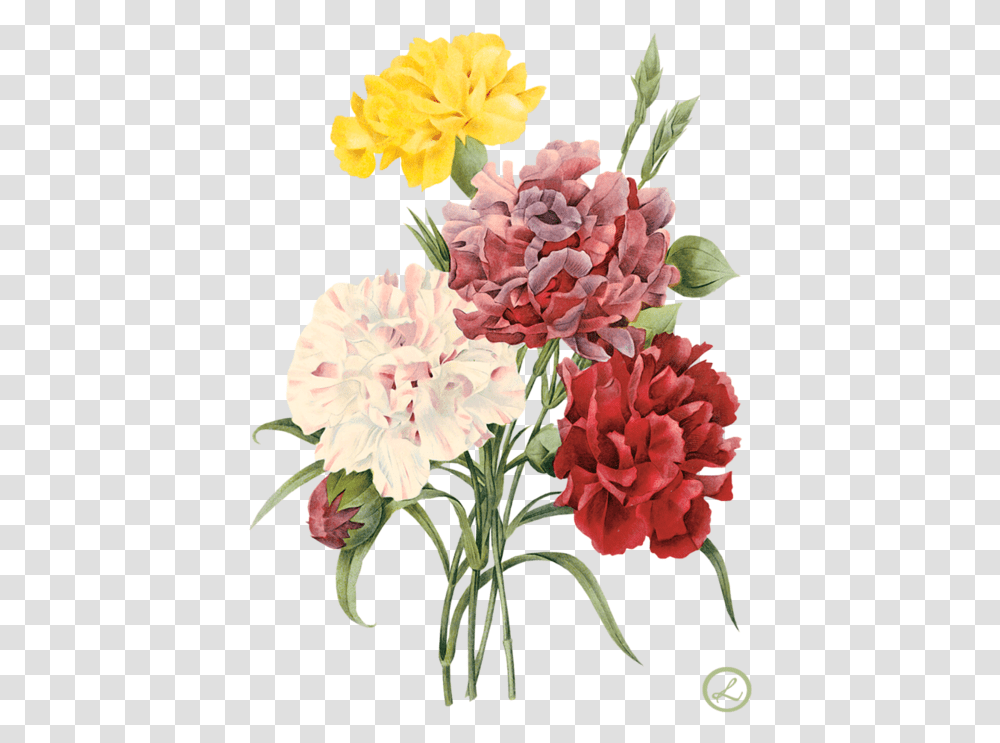 Envelope Drawing Carnation Flower Red Flowers Illustration, Plant, Blossom, Geranium, Flower Arrangement Transparent Png