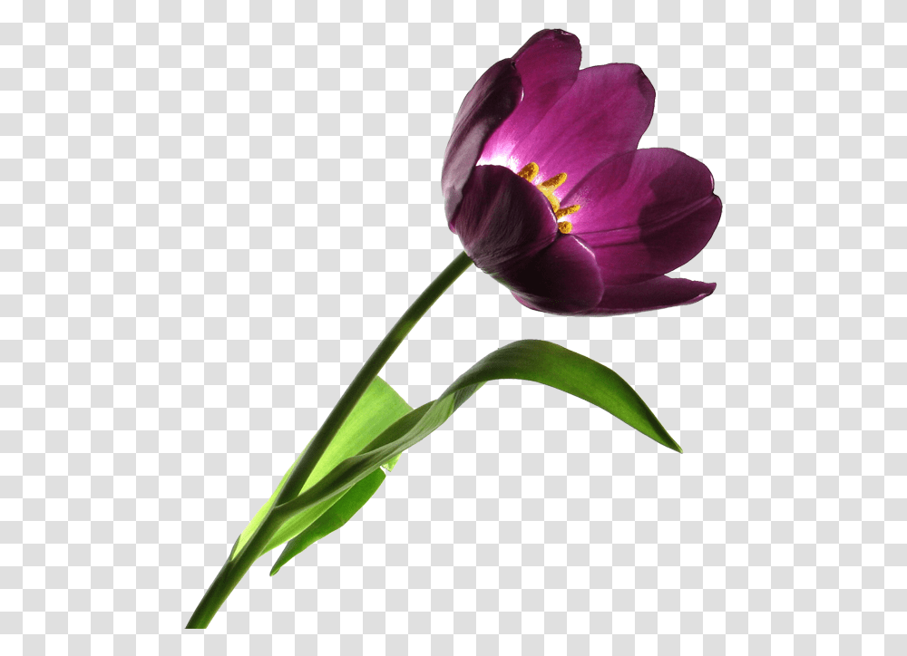 Envoy Clipart Portable Network Graphics, Plant, Flower, Blossom, Tulip Transparent Png