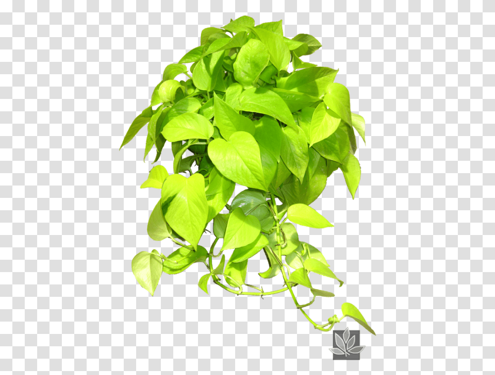 Epipremnum Pinnatum Neon, Leaf, Plant, Flower, Blossom Transparent Png