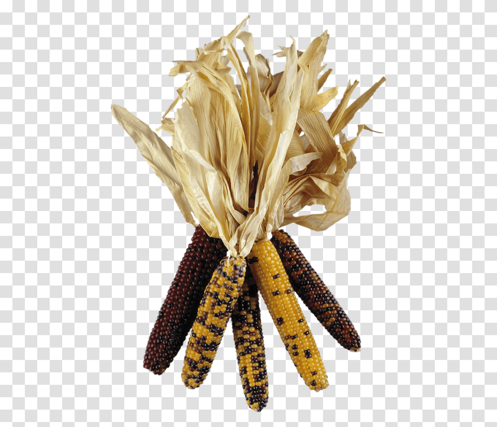 Epis De Mas Corn, Plant, Vegetable, Food, Produce Transparent Png