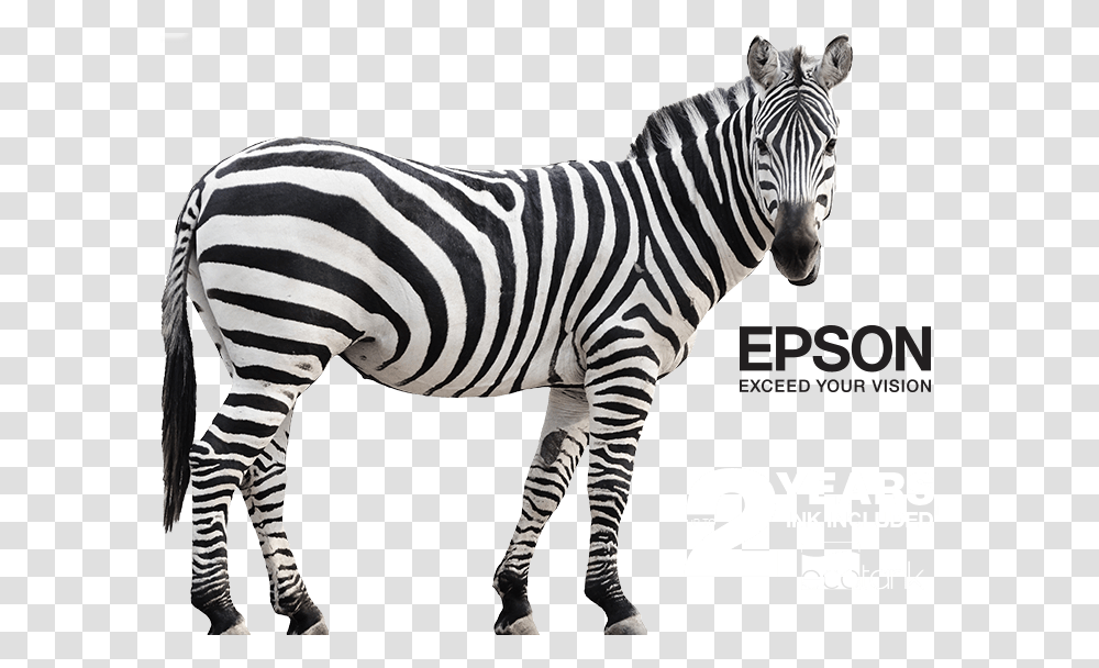 Epson Ecotank Mono Banner Zebra Cartoon Animal, Wildlife, Mammal, Tarmac, Asphalt Transparent Png