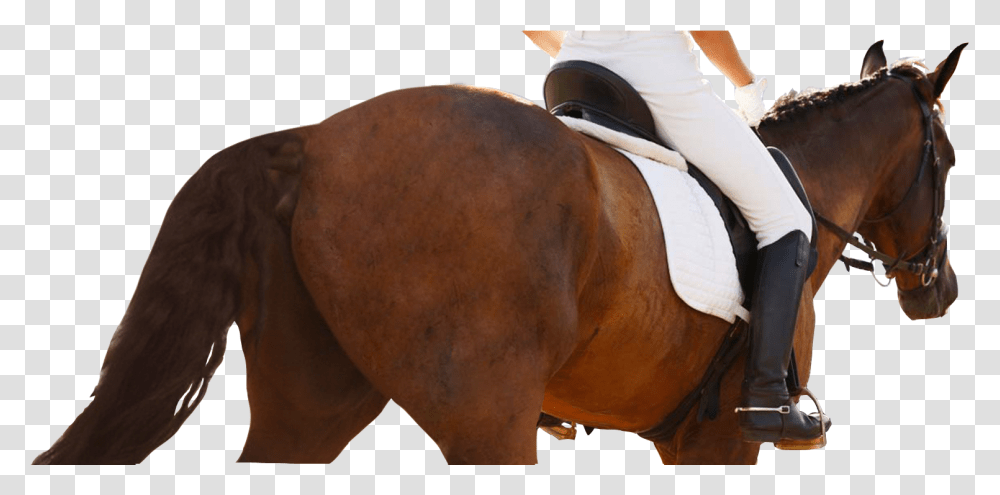 Equestrianism, Horse, Mammal, Animal Transparent Png