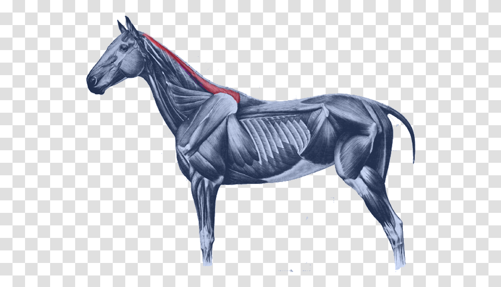 Equine Anatomy Horses Muscular System Of The Horse Rectus Capitis Lateralis Horse, Bird, Animal, Mammal Transparent Png