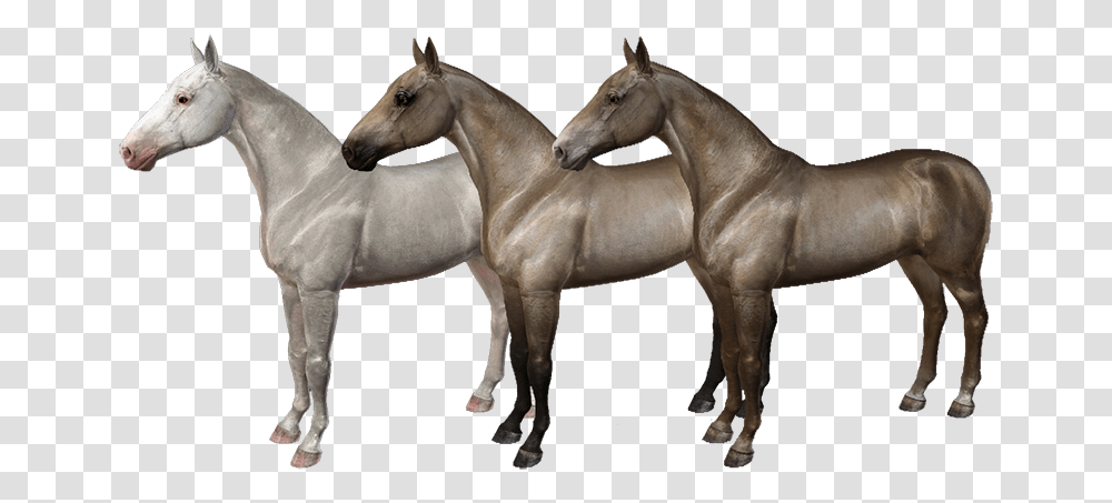 Equus Sims Coats, Horse, Mammal, Animal, Colt Horse Transparent Png