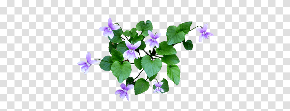 Erbe In Bocca Viole, Plant, Geranium, Flower, Blossom Transparent Png