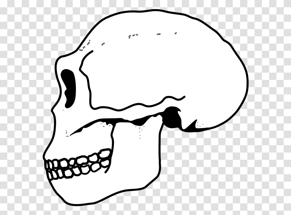Ergaster Skull Sovok Golovnogo Mozga, Jaw, Teeth, Mouth, Lip Transparent Png