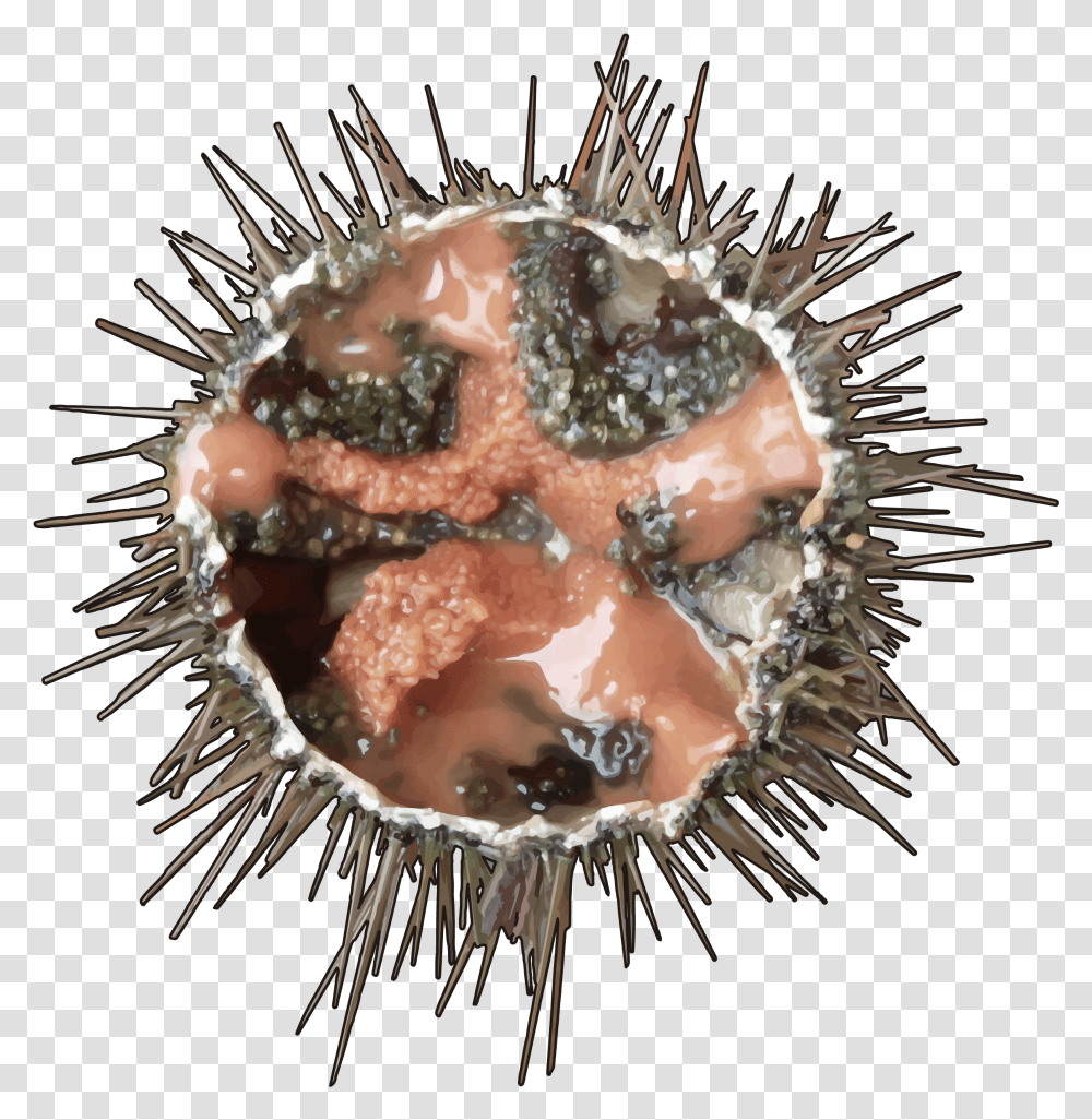 Erizo De Mar Sea Urchin, Sea Life, Animal, Plant, Invertebrate Transparent Png