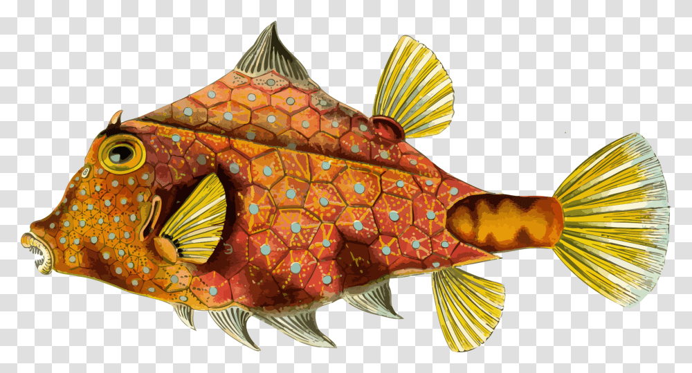 Ernst Haeckel Fish Art, Aquatic, Water, Animal, Sea Life Transparent Png