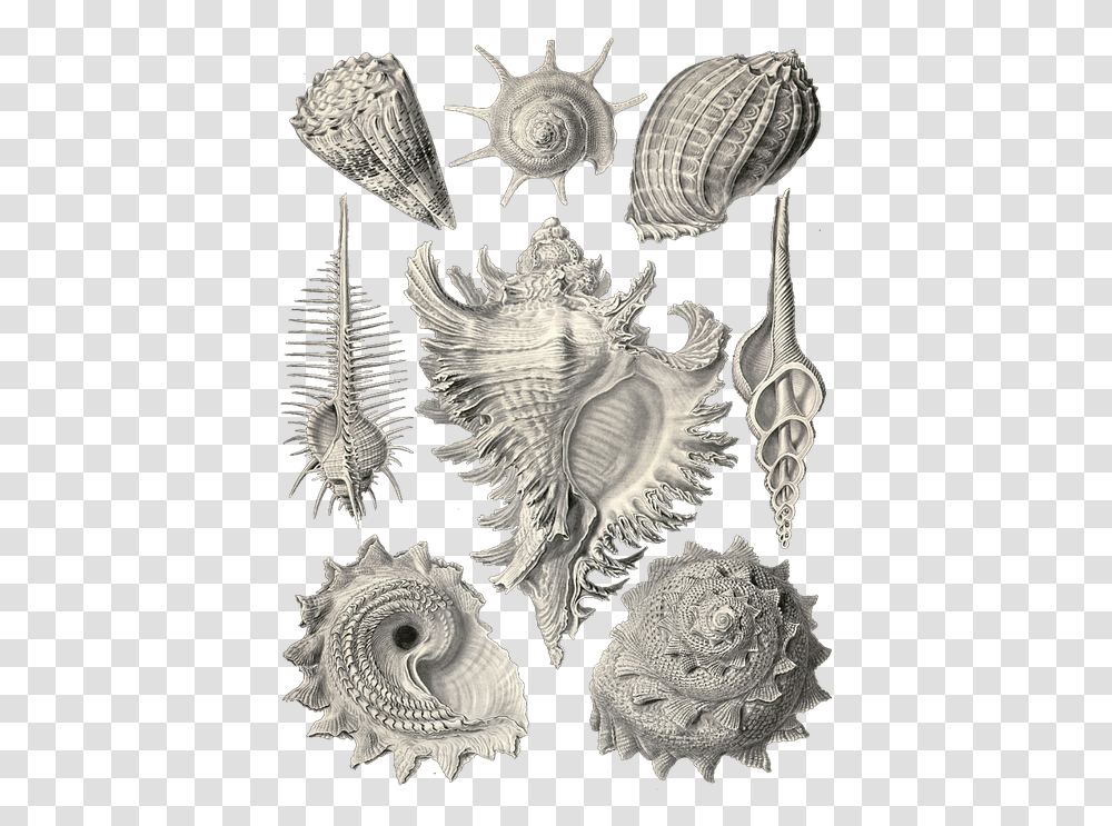 Ernst Haeckel, Sea Life, Animal, Seashell, Invertebrate Transparent Png