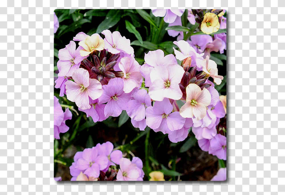 Erysimum Night Sky, Geranium, Flower, Plant, Blossom Transparent Png