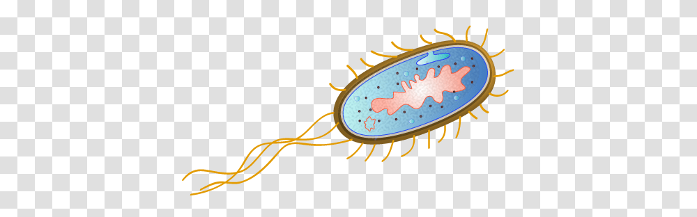 Escherichia Coli Clipart Microbiology, Apparel, Food, Pollen Transparent Png