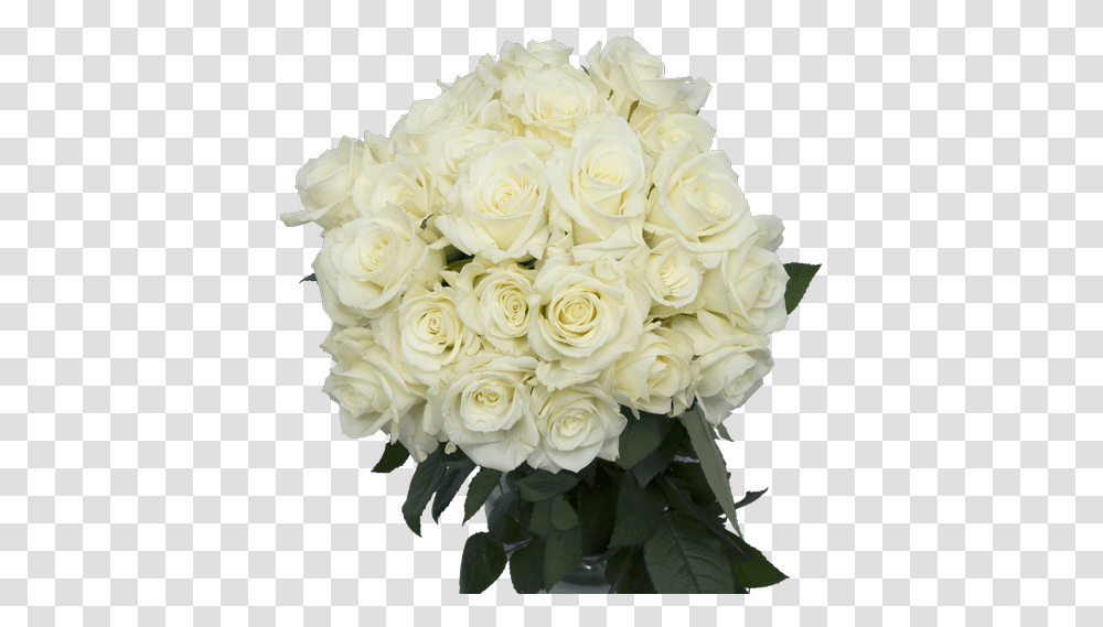 Escimo White Rose 50cm Connells Maple Lee Flowers And Floribunda, Plant, Graphics, Art, Blossom Transparent Png