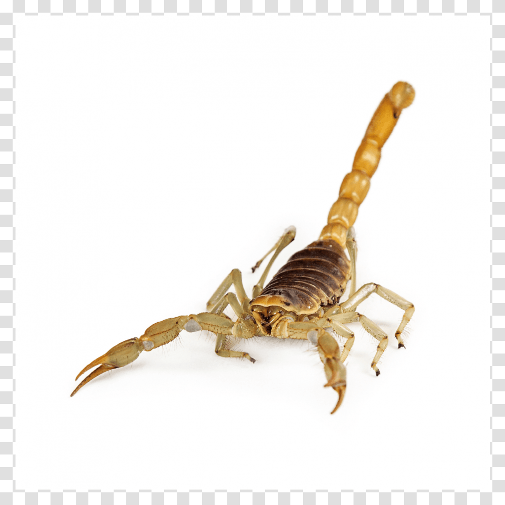 Escorpio De Frente, Scorpion, Invertebrate, Animal, Insect Transparent Png