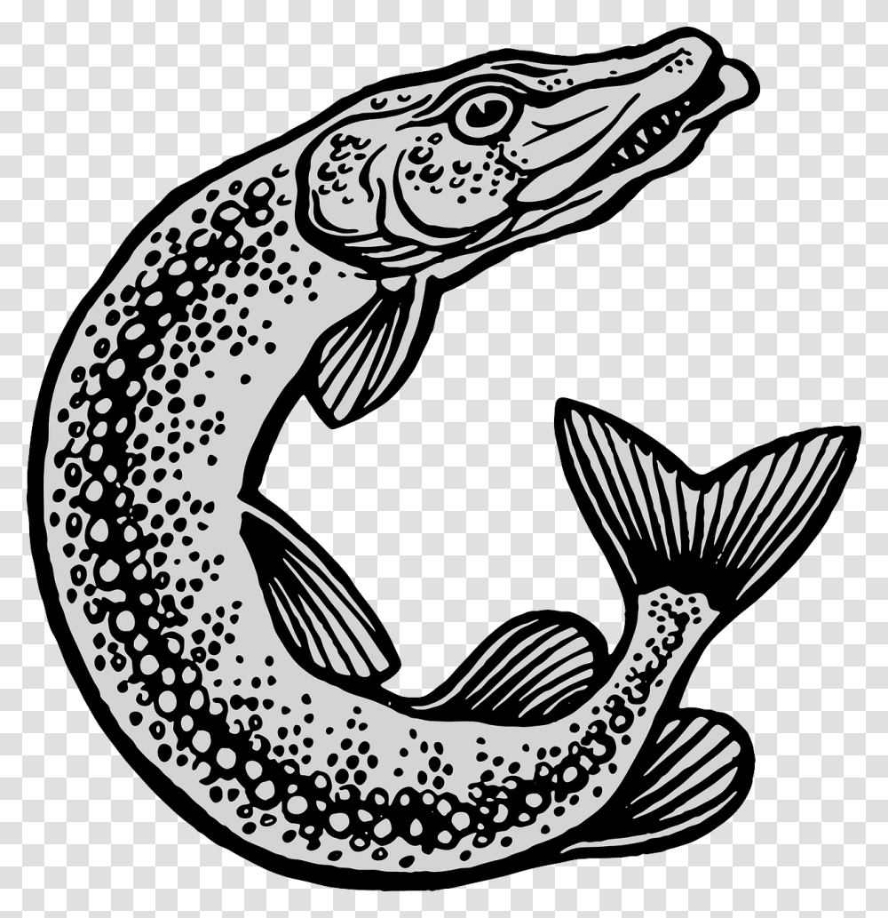 Esox Lucius, Fish, Animal, Eel, Trout Transparent Png