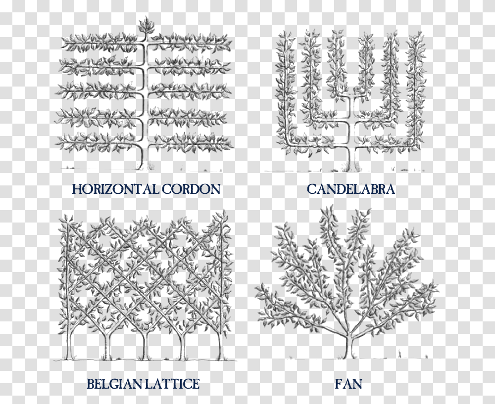 Espalier Espalier Trees, Snowflake, Pattern, Lace Transparent Png