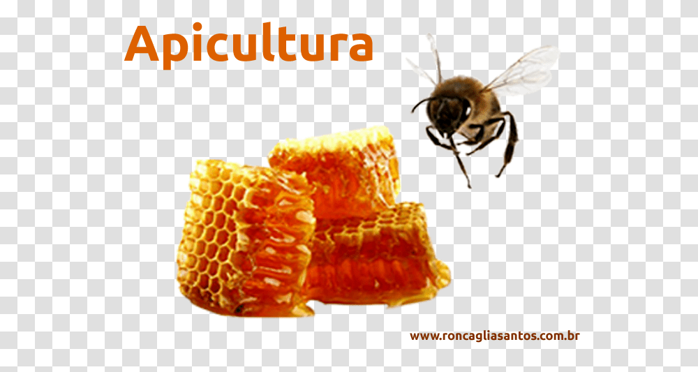 Espigas Bees Wax Clip Art, Food, Honey Bee, Insect, Invertebrate Transparent Png