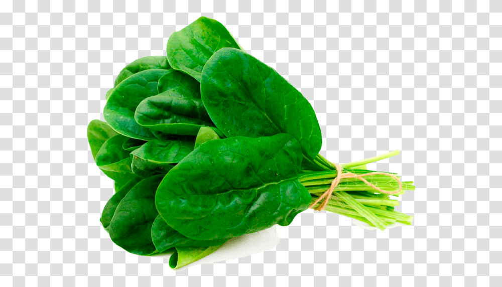 Espinaca Virofly Improved, Plant, Spinach, Vegetable, Food Transparent Png