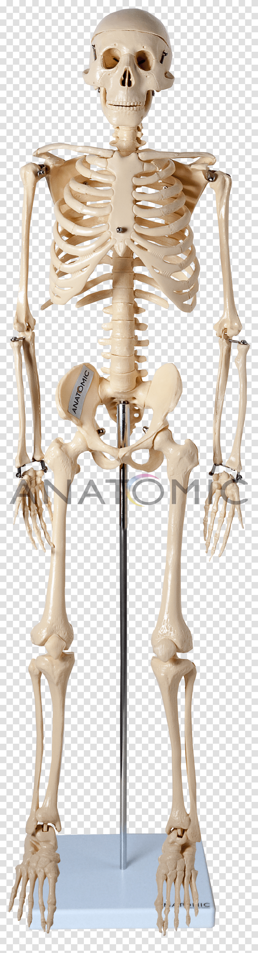 Esqueleto De 85cm Imagens De Esqueleto Humano, Skeleton, Cross Transparent Png