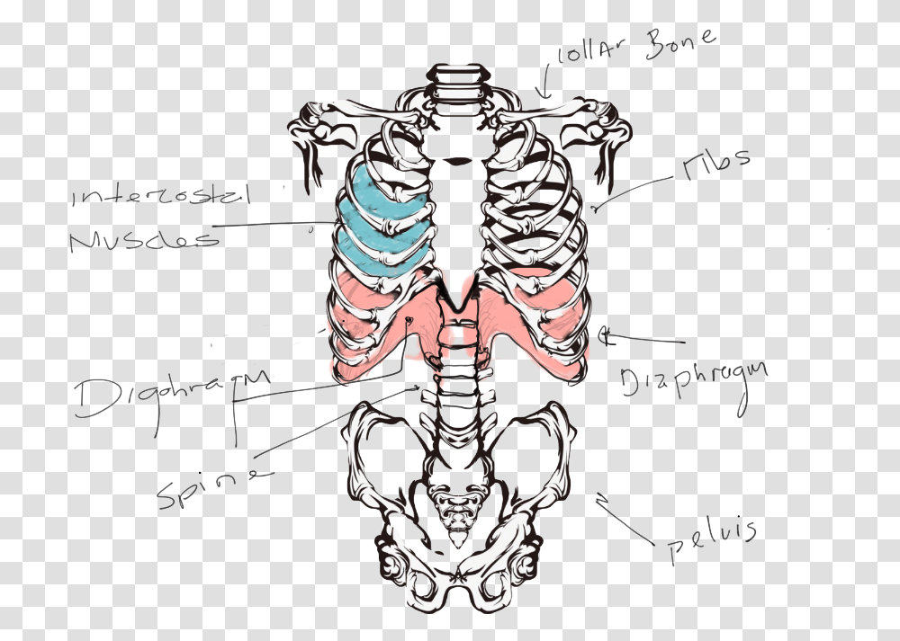 Esqueleto Humano Torso, Skeleton, Person Transparent Png