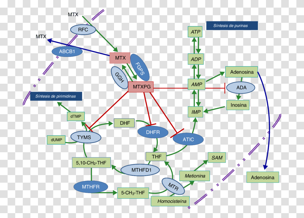 Esquema De Las Vias Metabolicas, Diagram, Scoreboard, Network, Plot Transparent Png