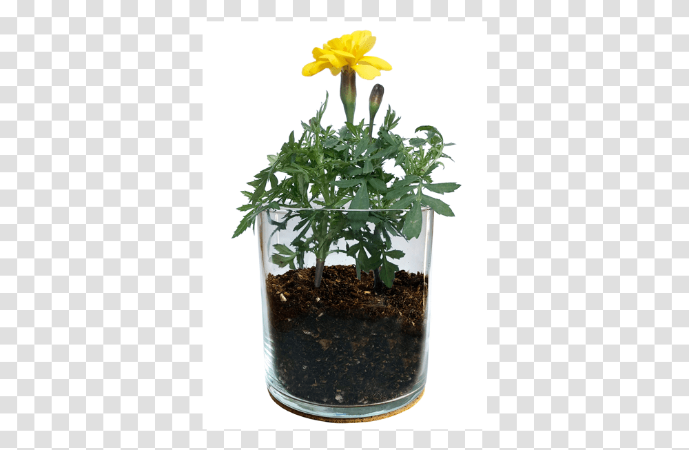 Essential Marigold Garden Pasqueflower, Plant, Pineapple, Fruit, Food Transparent Png