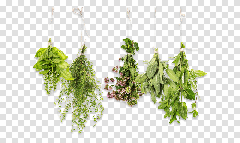 Essential Oil Herbs, Plant, Potted Plant, Vase, Jar Transparent Png