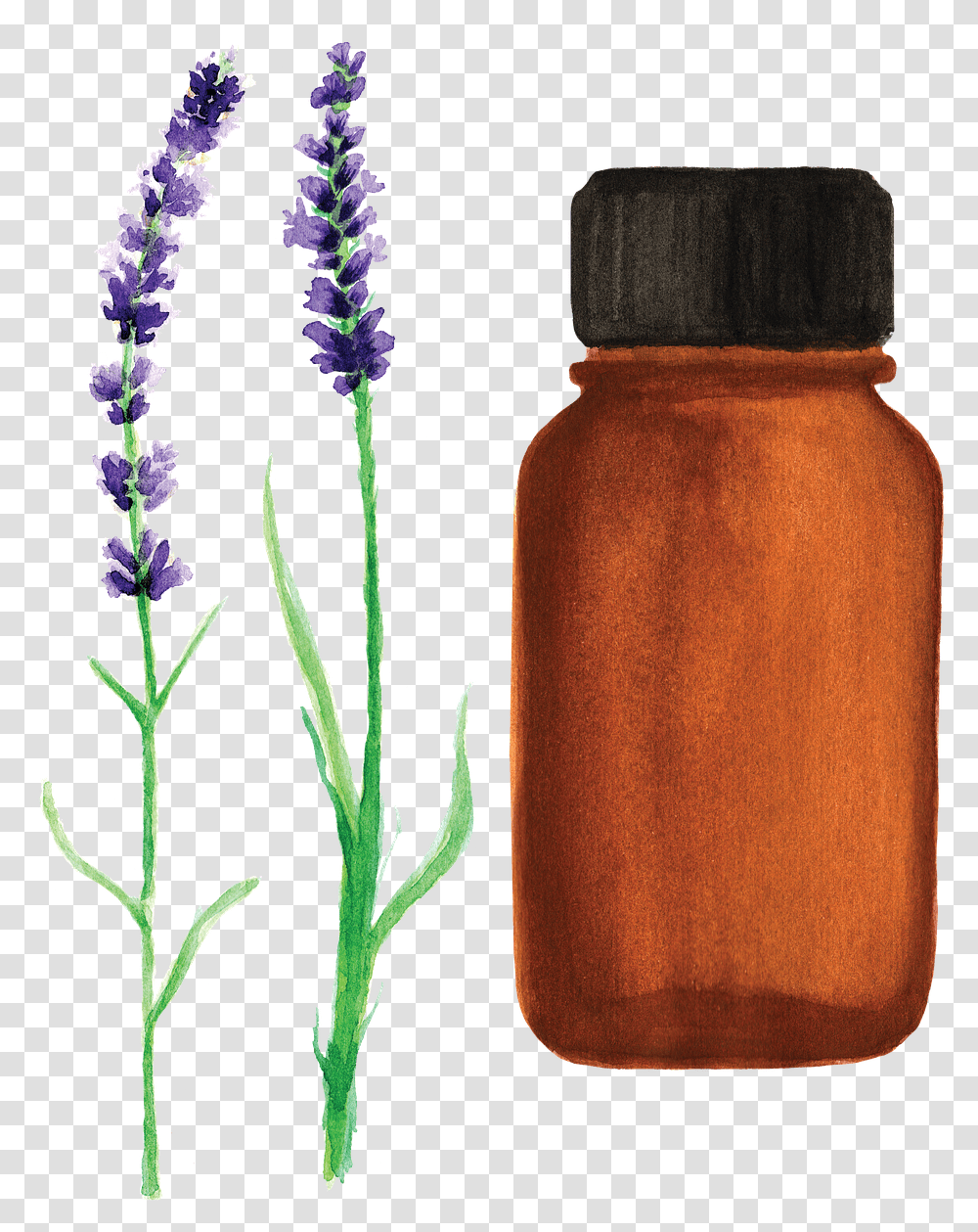 Essential Oil Lavender Watercolor Free Image On Pixabay Essential Oil Bottle Watercolor, Plant, Flower, Blossom, Pollen Transparent Png
