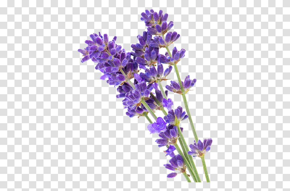 Essential Oils And Organic Aromatherapy Background Lavender, Plant, Flower, Blossom, Lupin Transparent Png