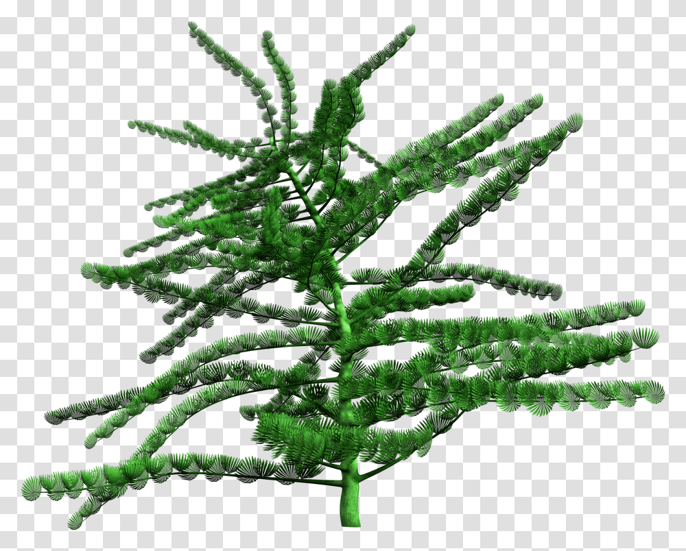 Estonian Museum Of Natural History Christmas Tree, Plant, Conifer, Fern, Green Transparent Png