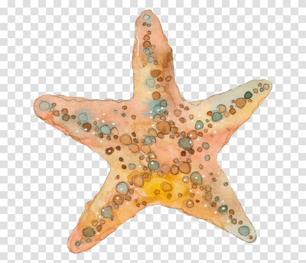 Estrela Do Mar Aquarela Download Watercolor Starfish Clip Art, Invertebrate, Sea Life, Animal Transparent Png
