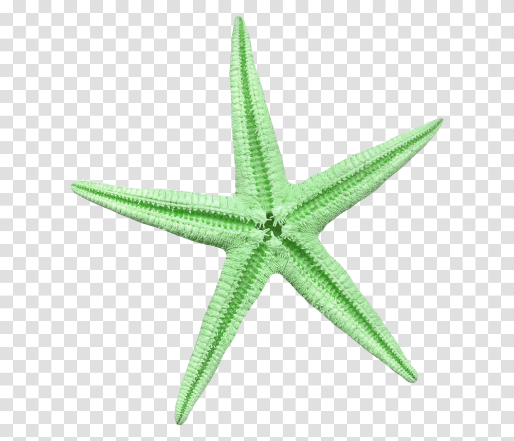 Estrela Do Mar Verde, Cross, Starfish, Invertebrate Transparent Png