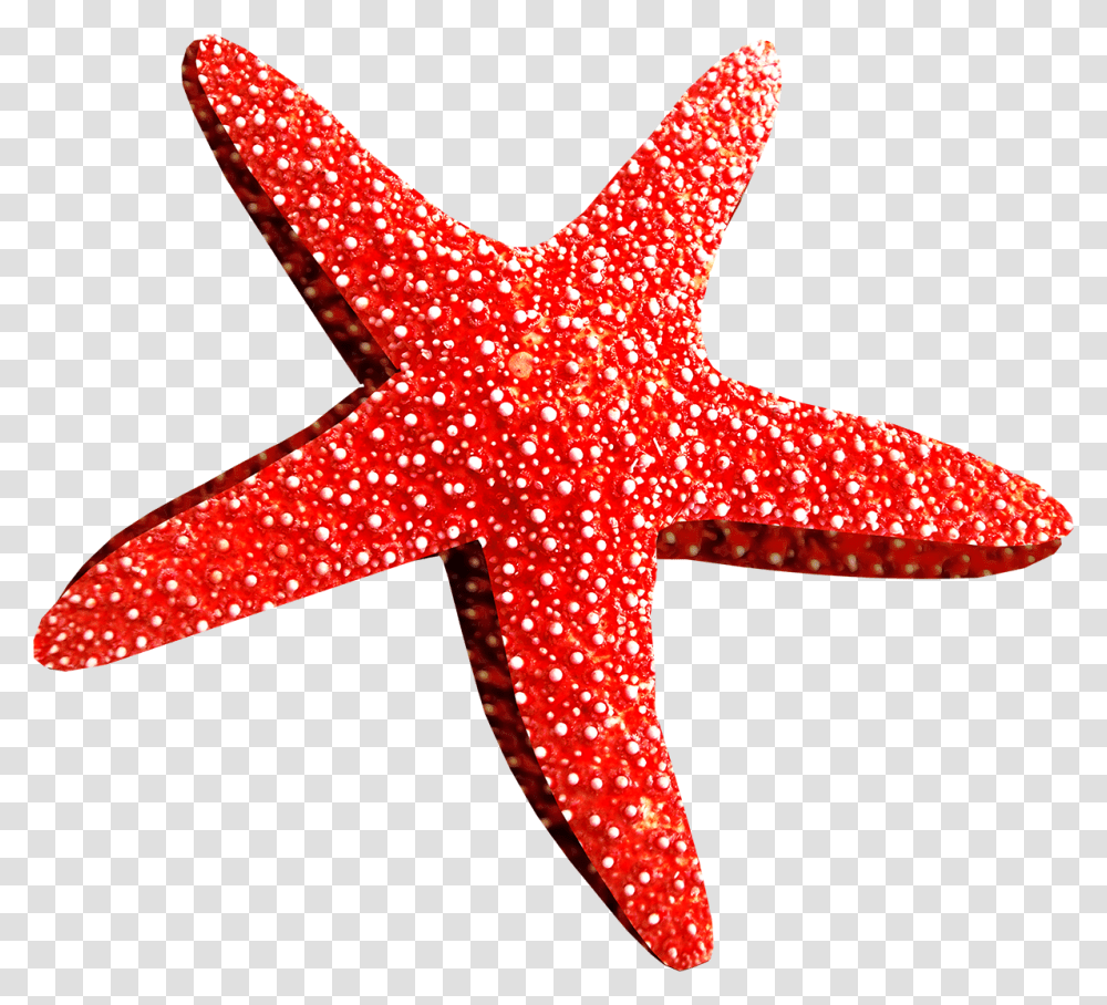 Estrellas De Mar Rojo, Cross, Animal, Sea Life Transparent Png