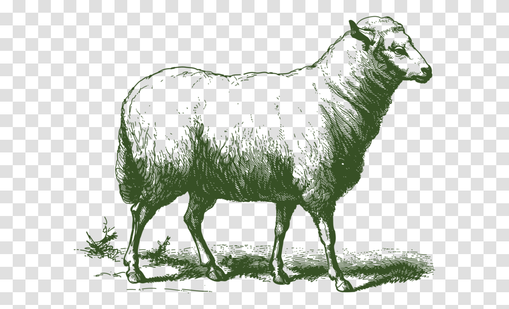 Etchanimal Sheep 01 Aid Al Adha, Mammal, Deer, Wildlife, Painting Transparent Png