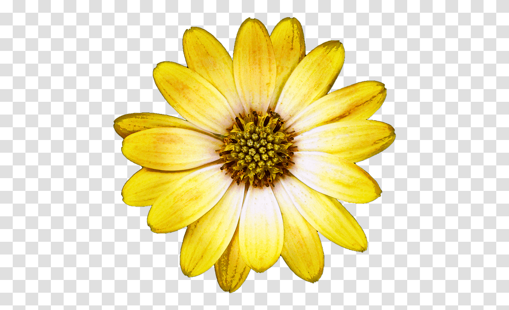 Ethiopian New Year Picture Flower, Plant, Blossom, Daisy, Daisies Transparent Png