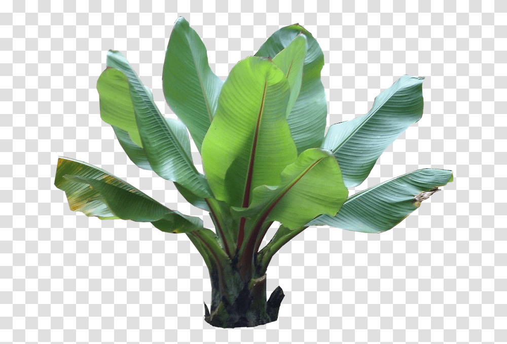 Ethiopian Red Banana Background Tropical Plants, Leaf, Green, Vegetation, Tree Transparent Png