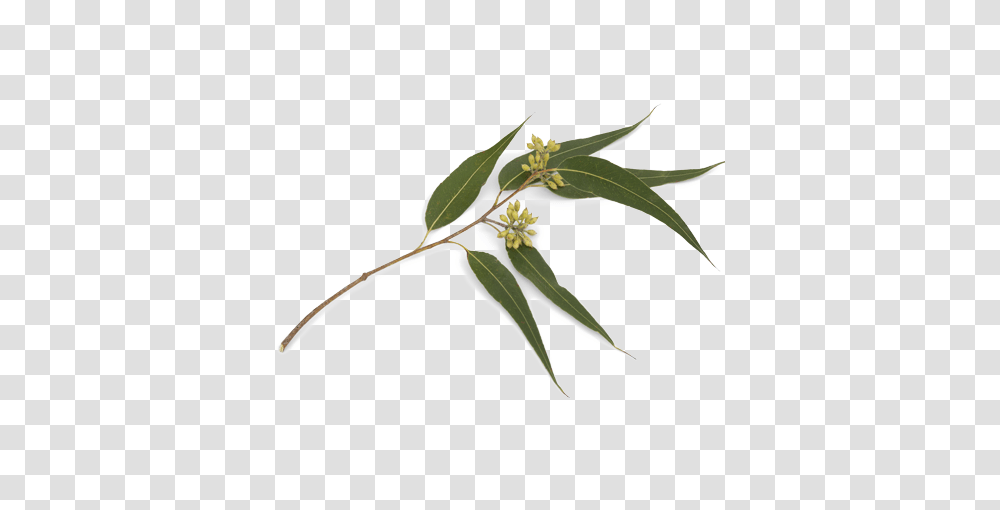Eucalyptus Citriodora, Plant, Leaf, Grass, Vase Transparent Png
