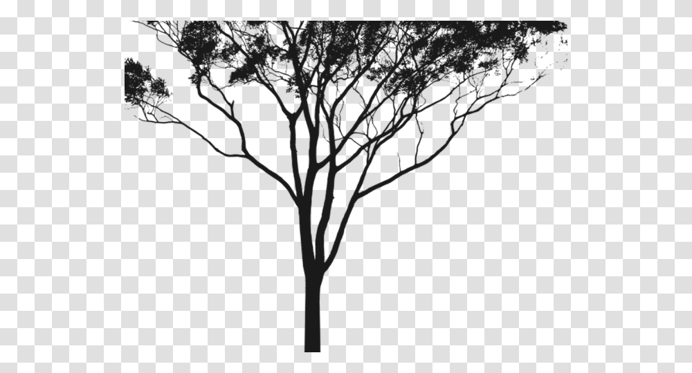 Eucalyptus Clipart Gum Tree Gum Tree Silhouette, Plant, Tree Trunk, Path, Pattern Transparent Png