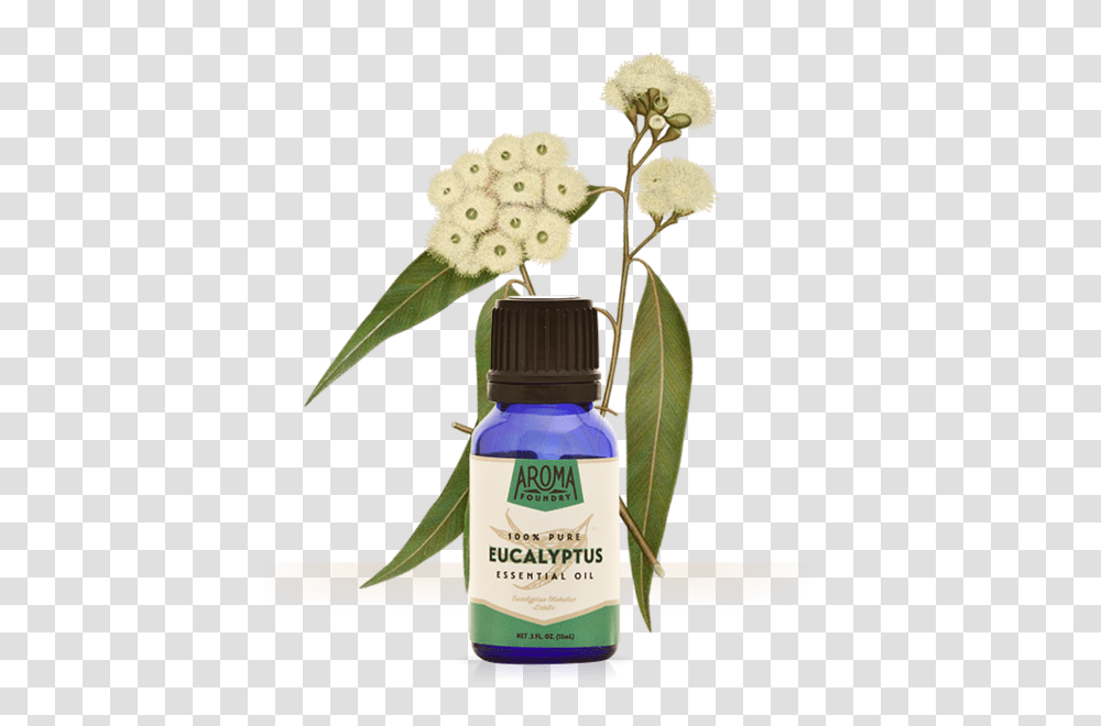 Eucalyptus Essential Oil Aroma Foundry, Bottle, Plant, Flower, Blossom Transparent Png