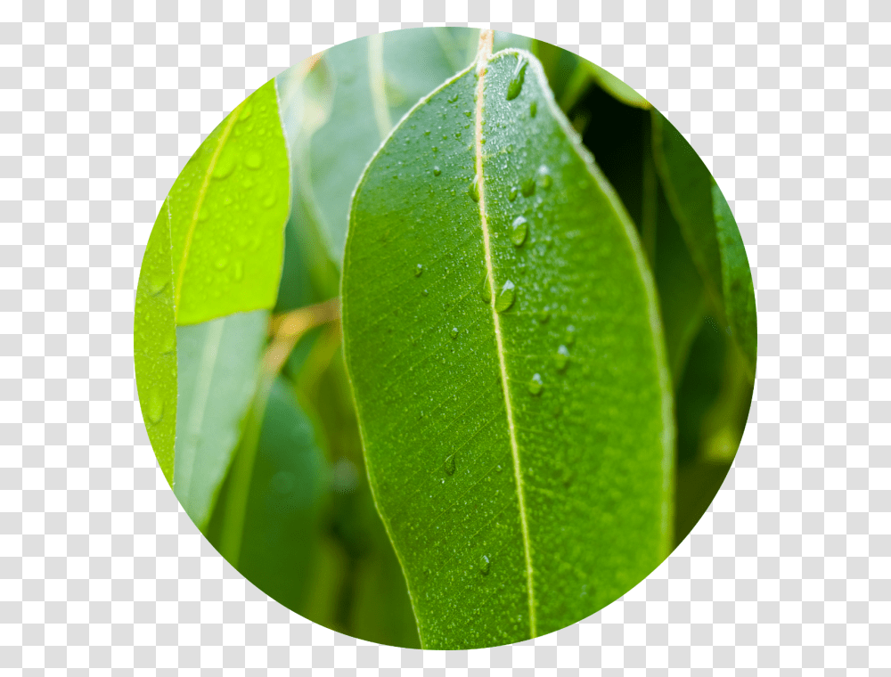 Eucalyptus Essential Oil Leaves, Leaf, Plant, Veins, Pineapple Transparent Png