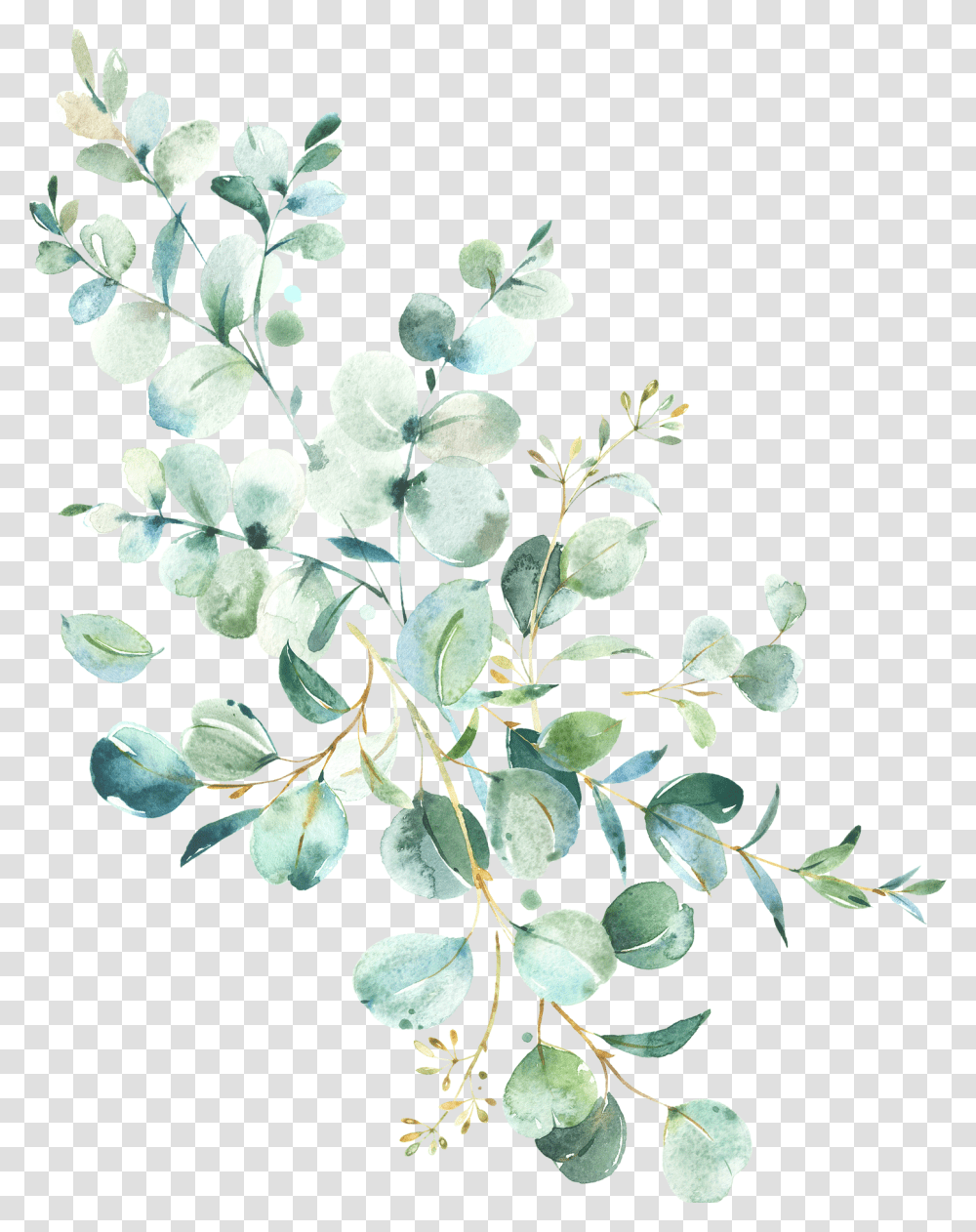 Eucalyptus Frame Watercolor, Plant, Acanthaceae, Flower, Blossom Transparent Png