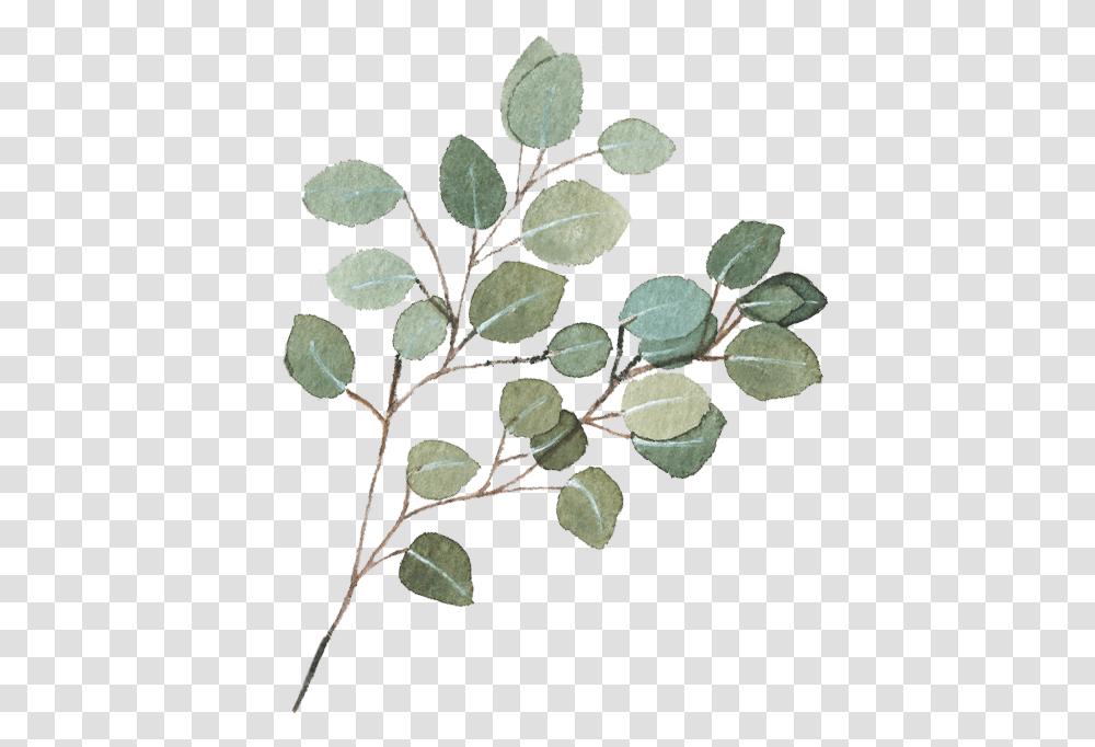 Eucalyptus Garland Background Eucalyptus Branch, Leaf, Plant, Annonaceae, Tree Transparent Png