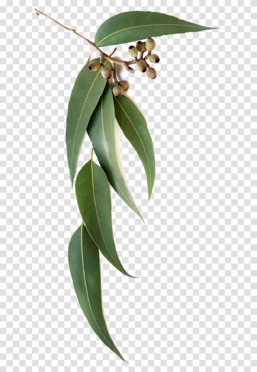 Eucalyptus Globulus Eucalyptus Leaves, Leaf, Plant, Flower, Blossom Transparent Png