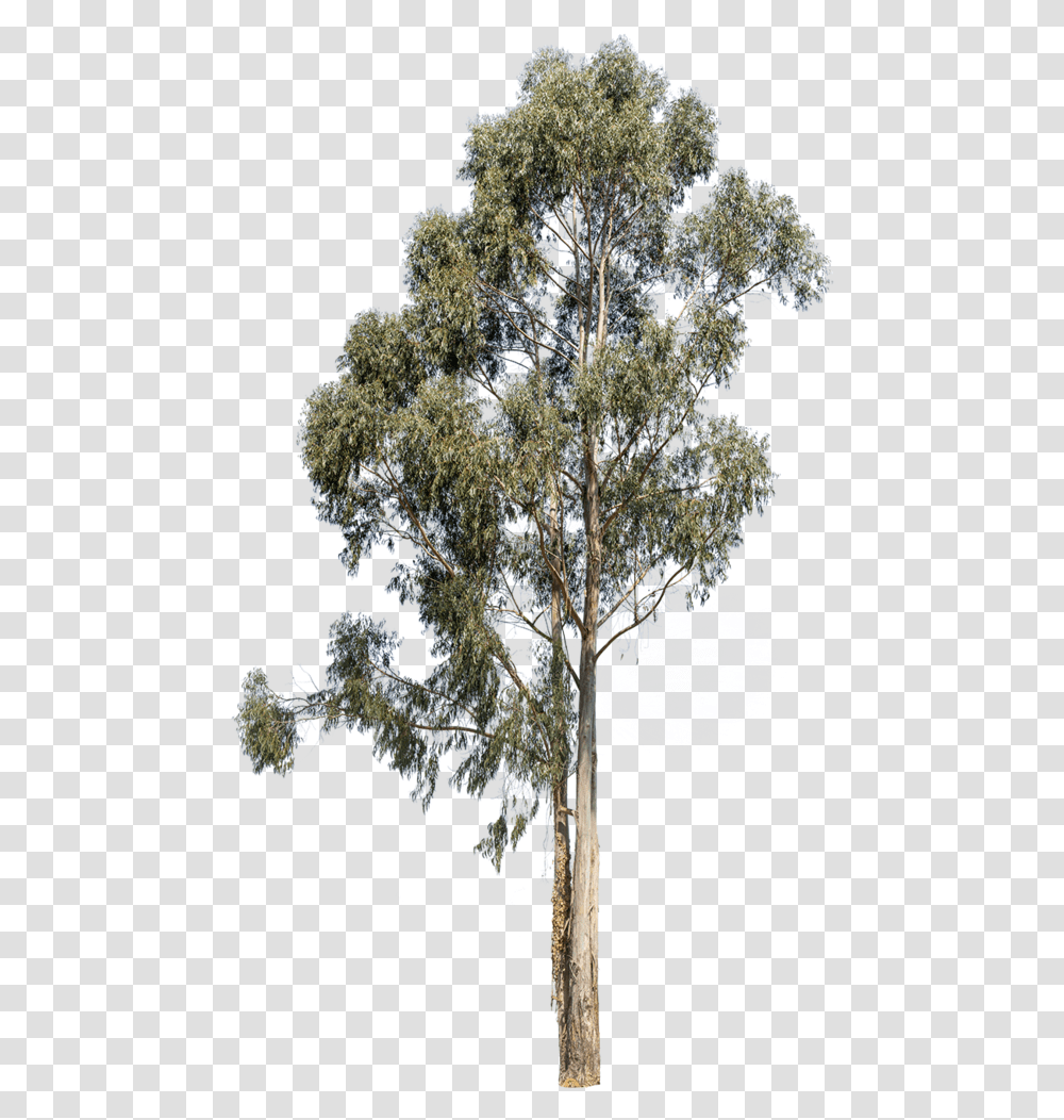 Eucalyptus Globulus Eucalyptus Tree, Plant, Tree Trunk, Fir, Conifer Transparent Png