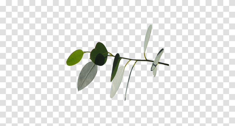 Eucalyptus, Leaf, Plant, Flower, Blossom Transparent Png