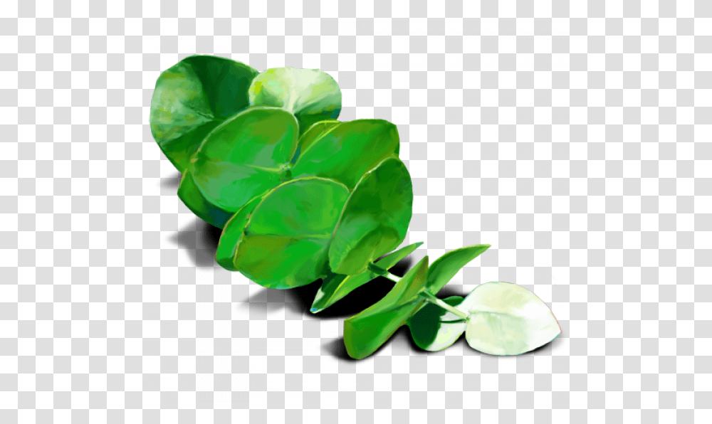 Eucalyptus Leaf, Plant, Rose, Flower, Blossom Transparent Png