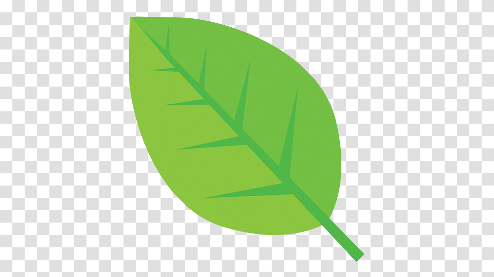 Eucalyptus, Leaf, Plant, Tennis Ball, Sport Transparent Png