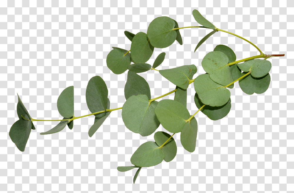 Eucalyptus Leaf Transparent Png