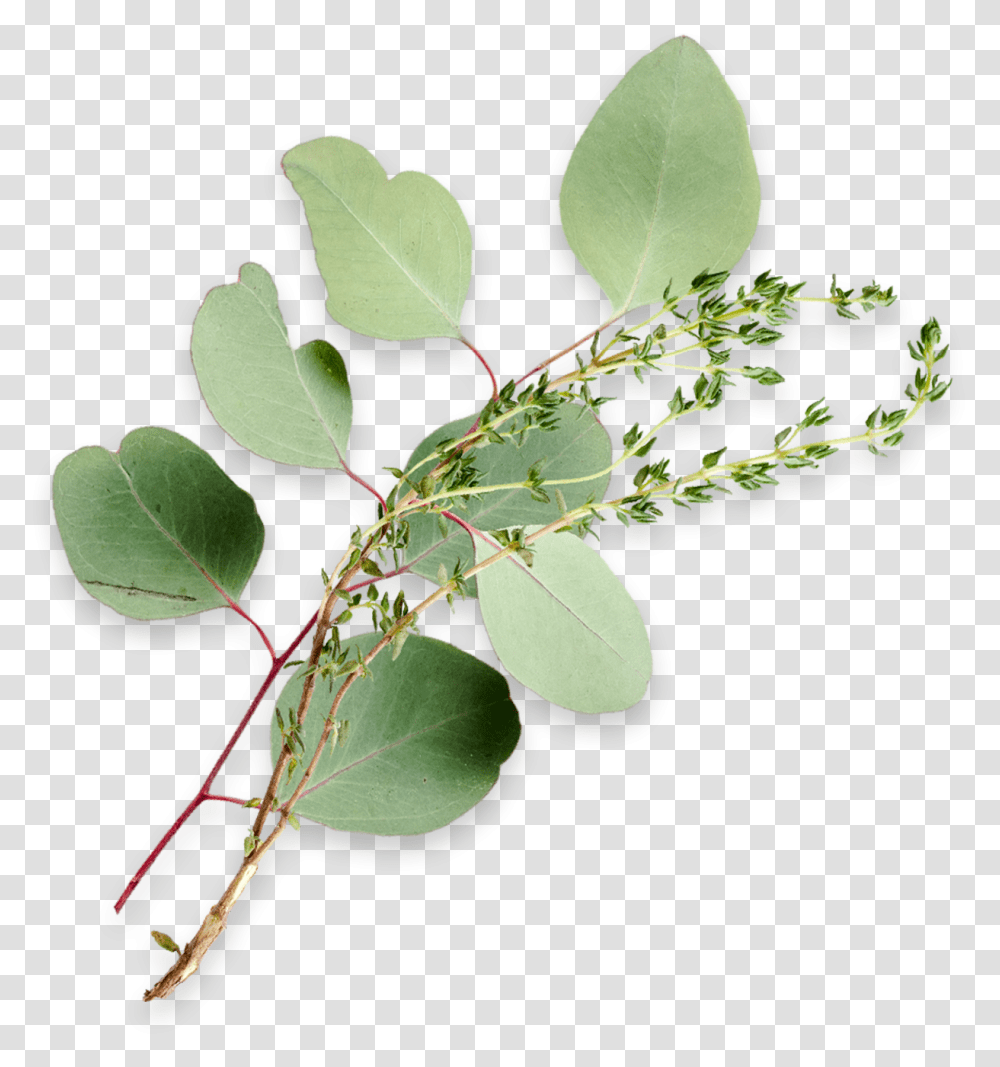 Eucalyptus Leaves And A Sprig Of Thyme Maidenhair Tree, Leaf, Plant, Annonaceae, Flower Transparent Png